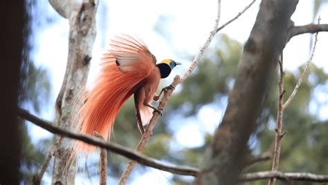 天堂鳥鳥類